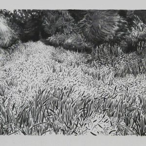 Grassland # 2, 78 x 127 cm, charcoal on paper, 2014