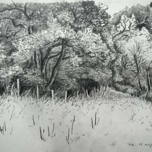 Trees, 23 x 31 cm, pencil on paper, 2015