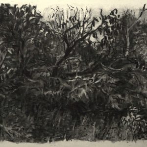 Bosjes, 32 x 48 cm, charcoal on paper, 2015